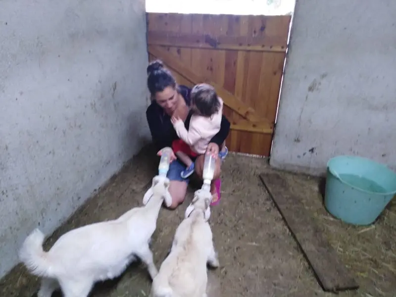 Chèvrerie Pont Urgin - biberon chevreau