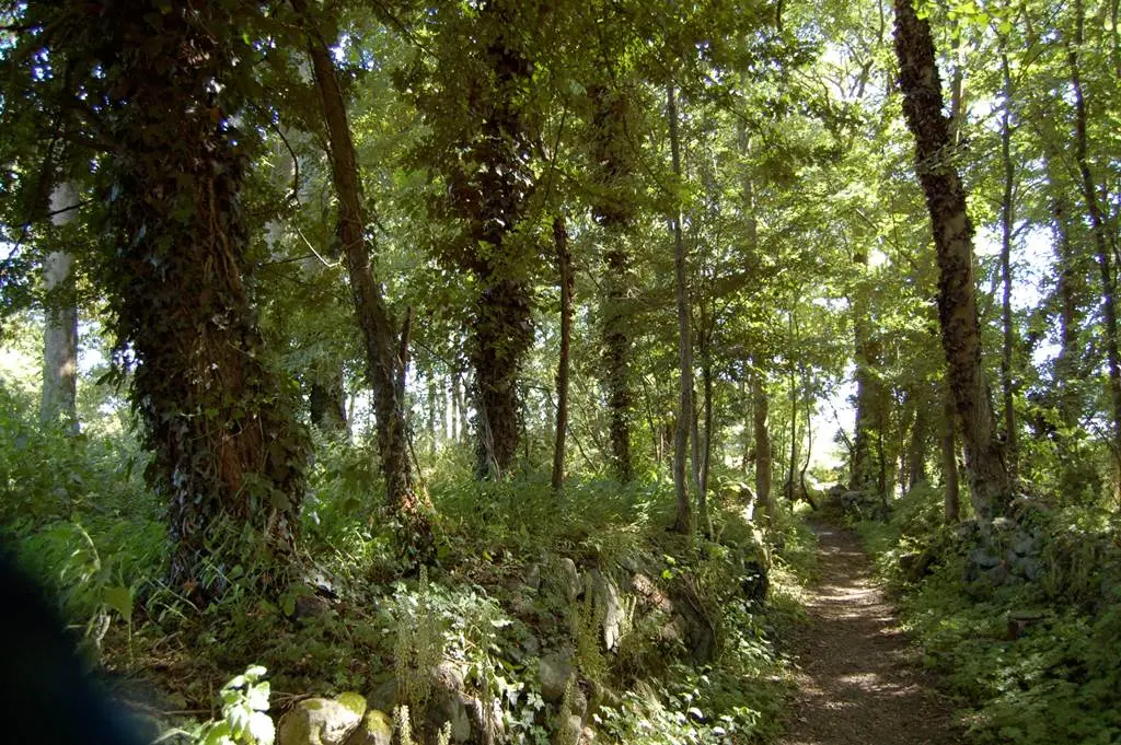 Forêt - Erdeven - Morbihan Bretagne Sud