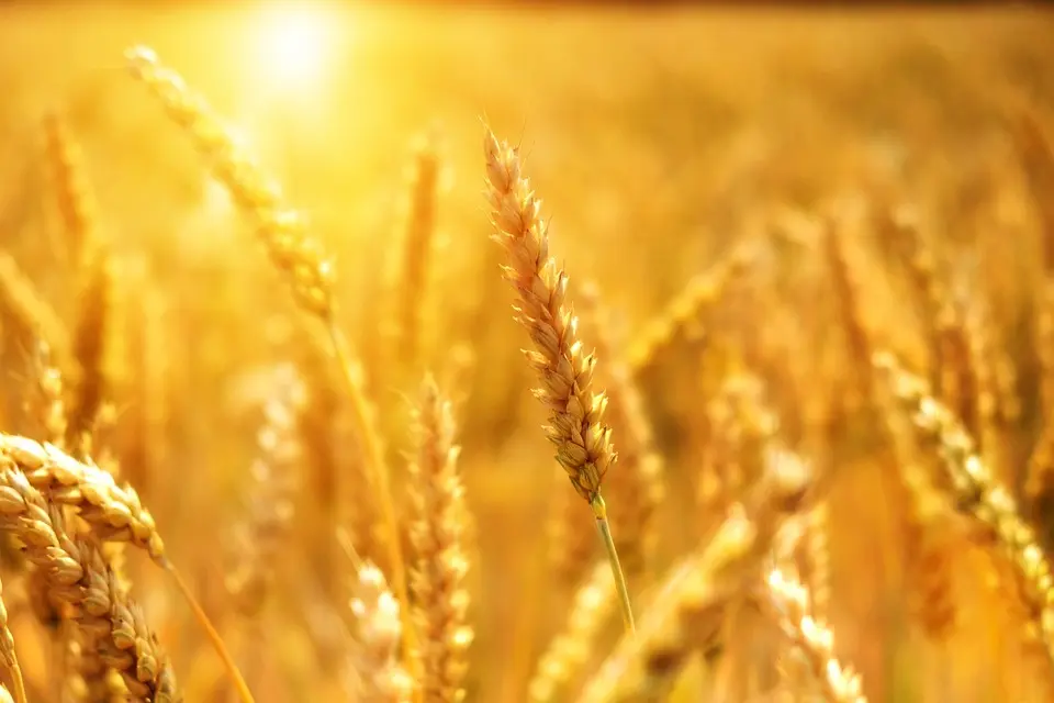 wheat-3506758_960_720
