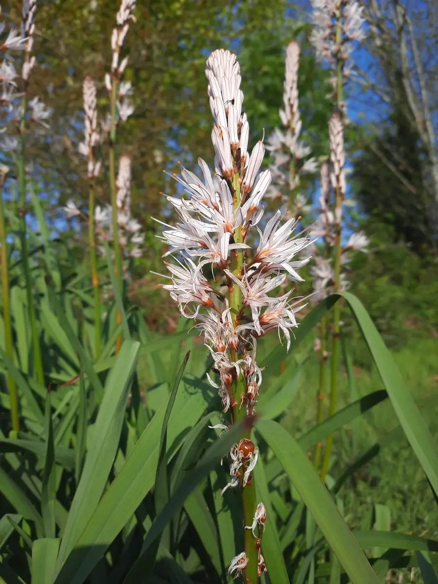 Asphodeles©Sarah_Bourveau