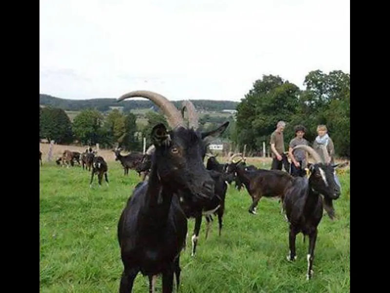 Catherine Pautret - Producteurs locaux - Bohal - Morbihan