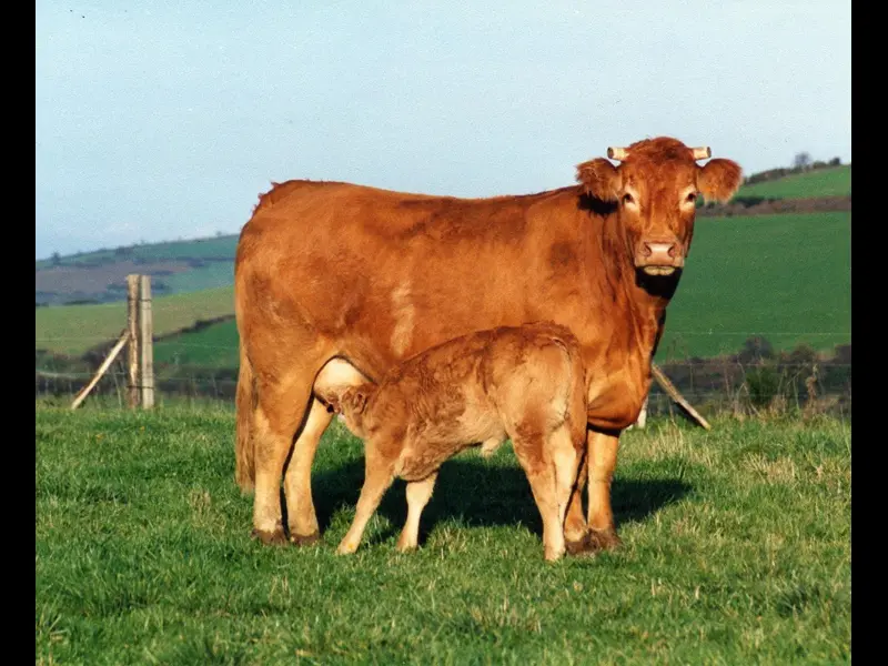 Claudine Potiron - producteurs locaux - Sérent - Morbihan