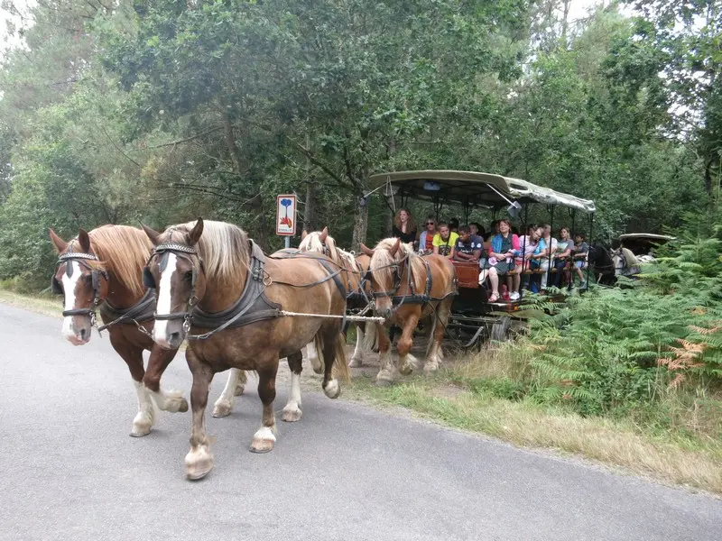Ferme-équestre-Landelle-Porcaro-Brocéliande-Bretagne