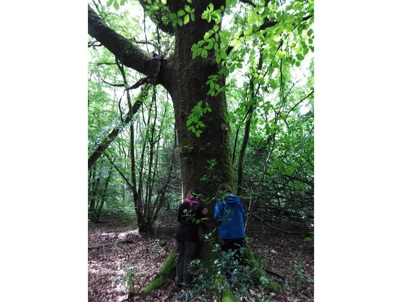 sylvotherapie-Beignon Destination Brocéliande