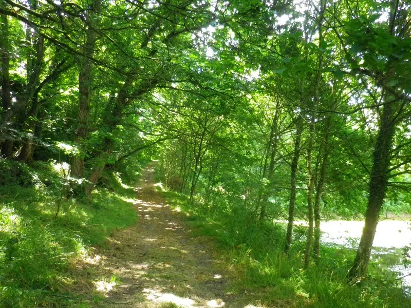 La forêt de Floranges