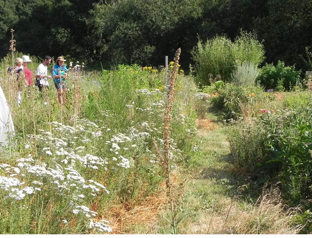 L'Instant-Plantes-Brandivy-Golfe-du-Morbihan-Bretagne sud