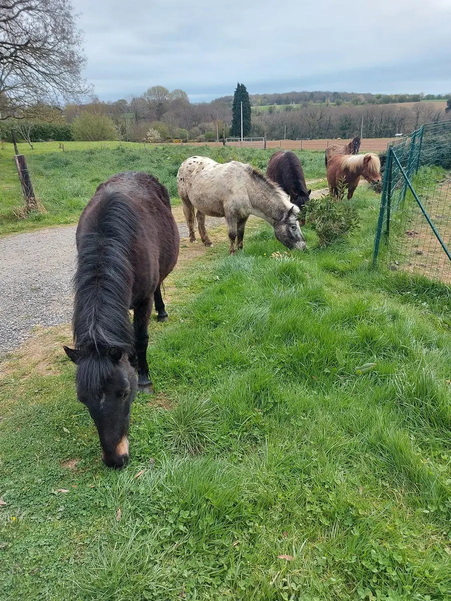 poneys La Pierre Blanche 2022