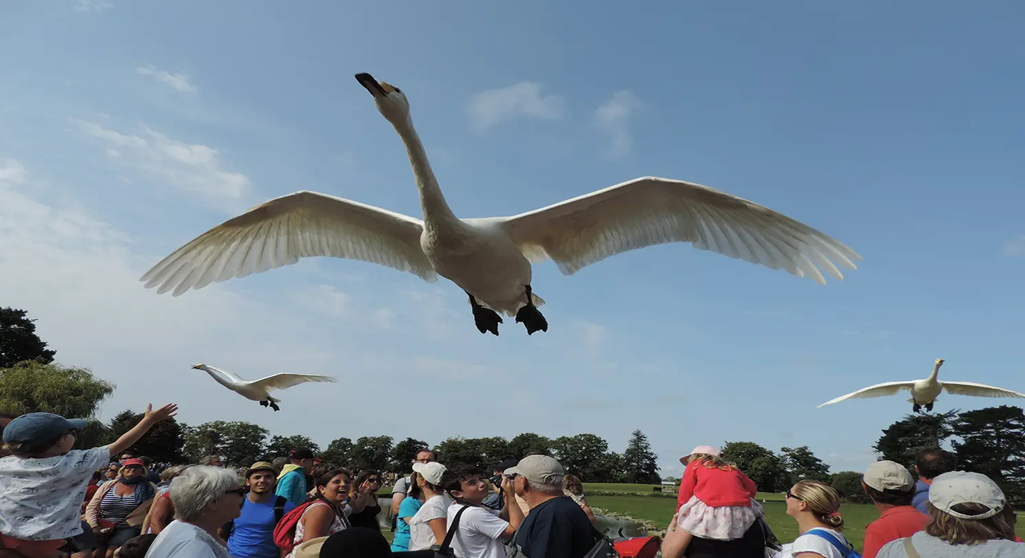 spectacle-oiseaux-C