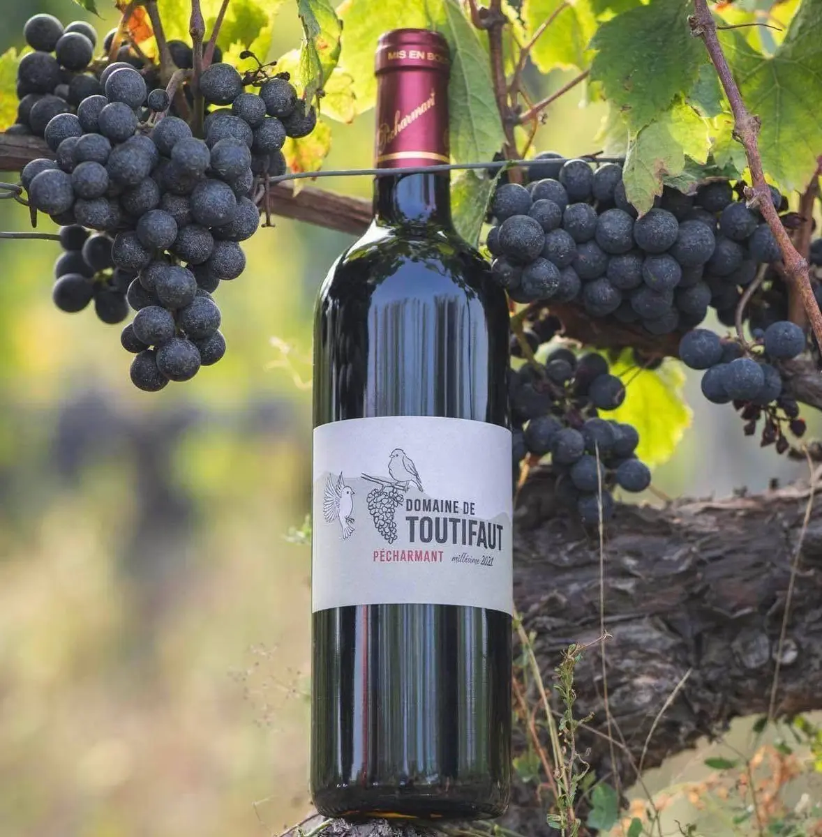 Domaine de Toutifaut à Creysse