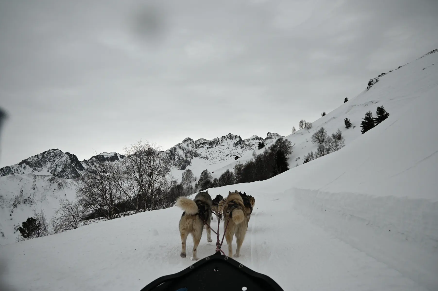 220123-CHIENS_TRAINEAUX_©LuzArdiden(1)