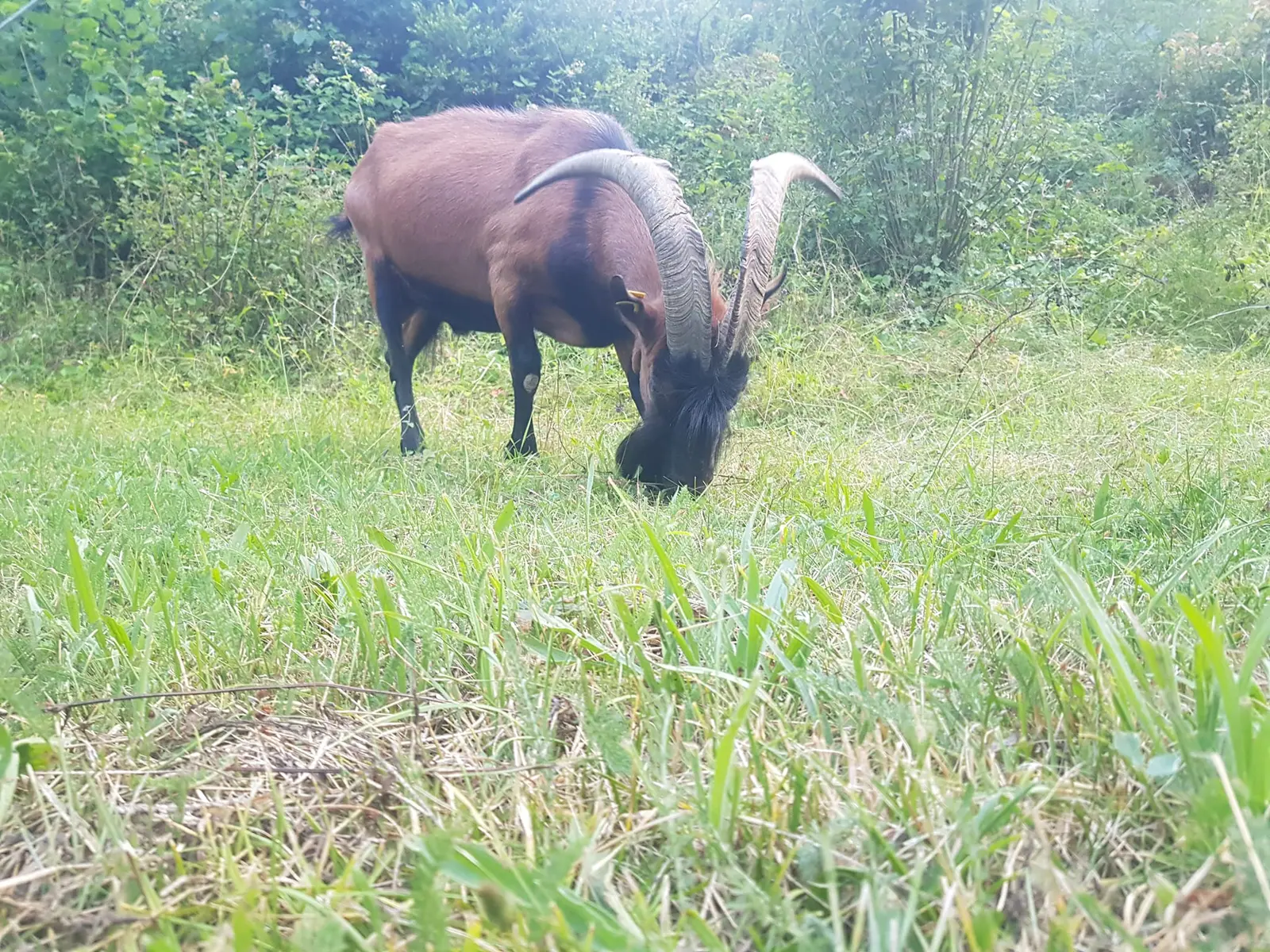 CABRI