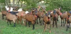 Les Chèvres d'Angélique