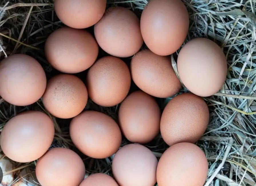 Oeufs