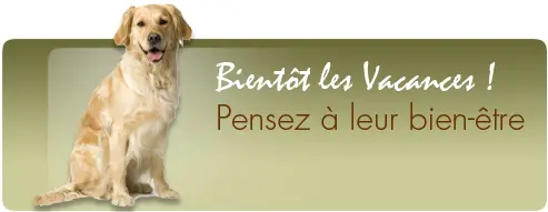 PENSION POUR CHIENS