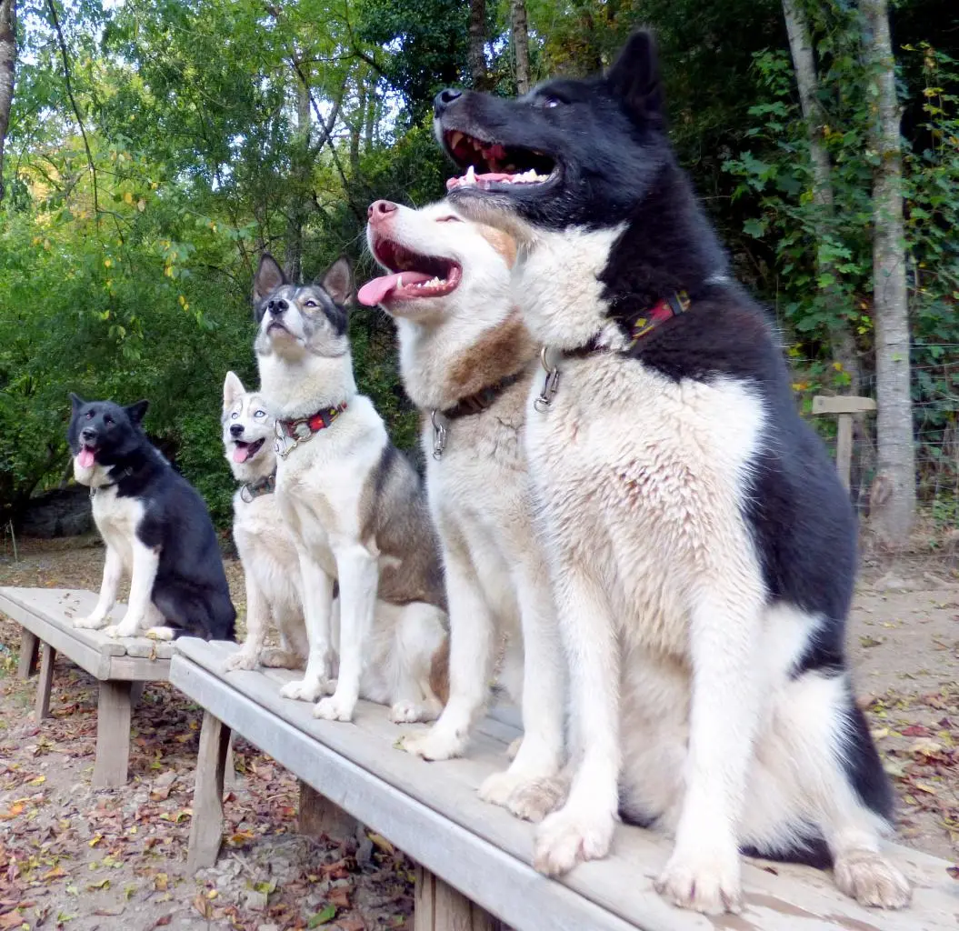 Parés ou presque - Le Repaire des Huskys