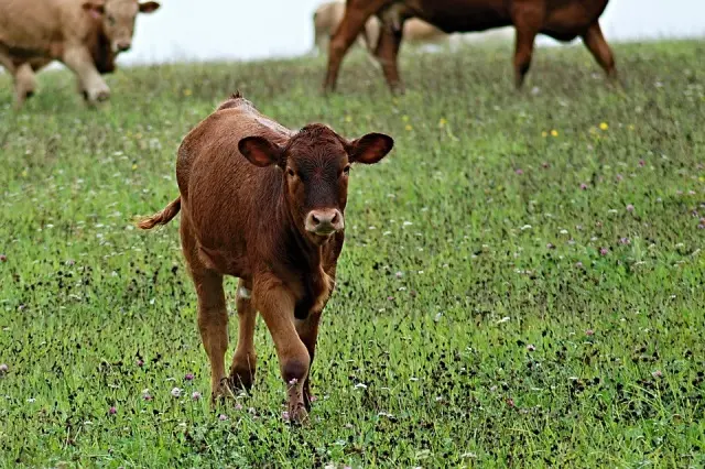 VEAU