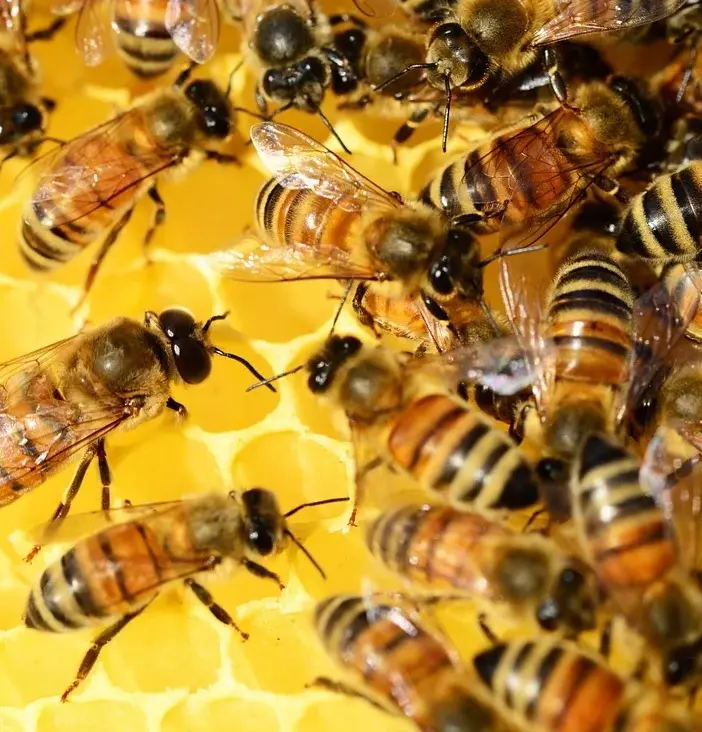abeilles