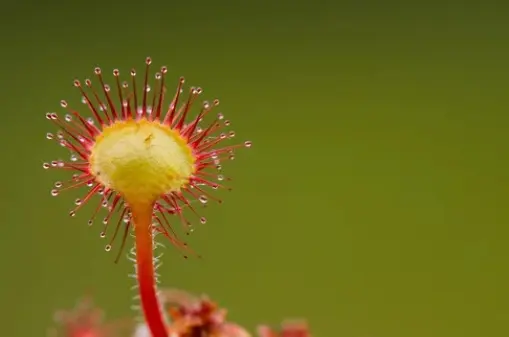 drosera biere locale