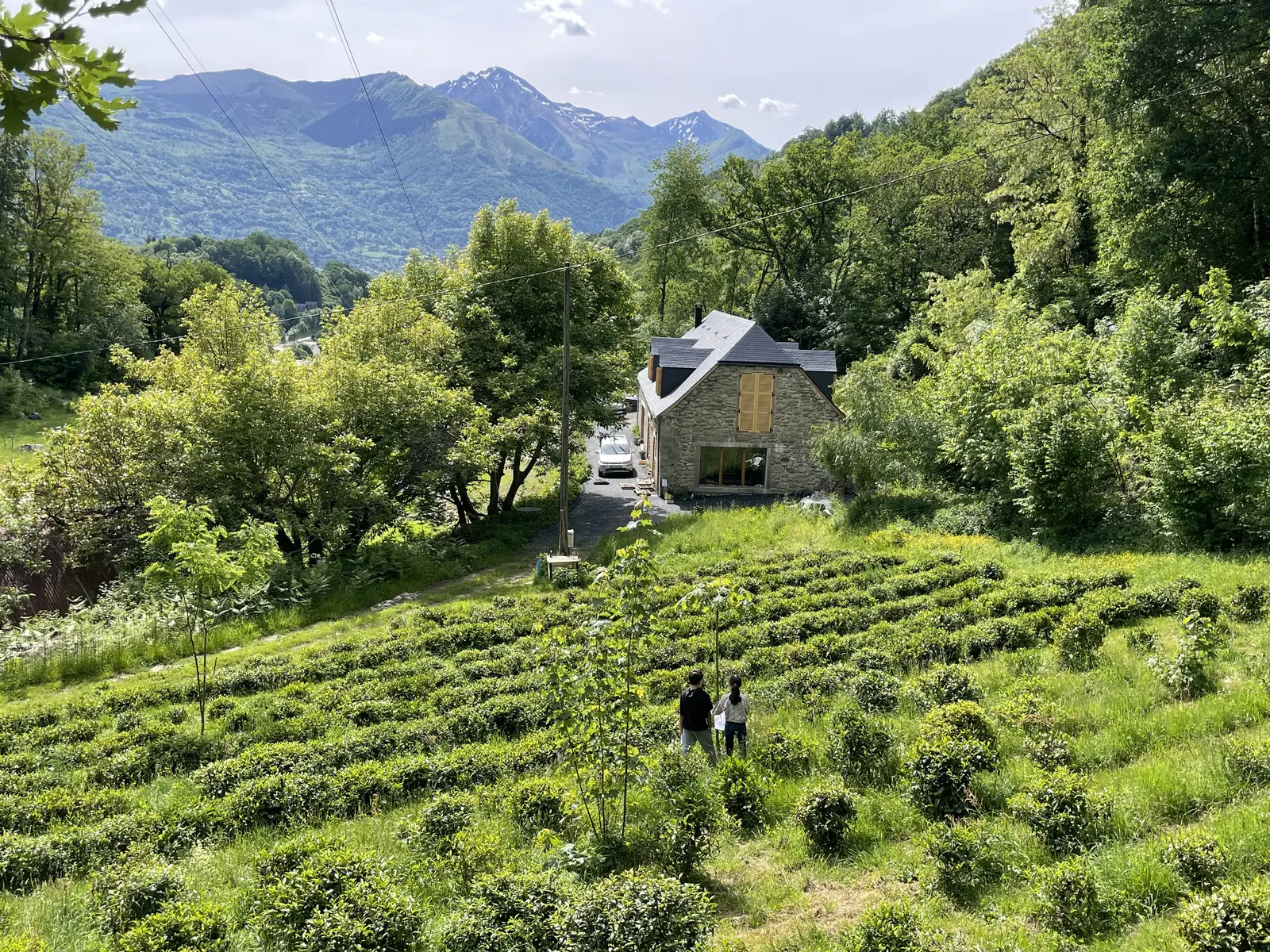 Maison du thé