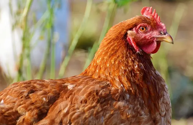 poule