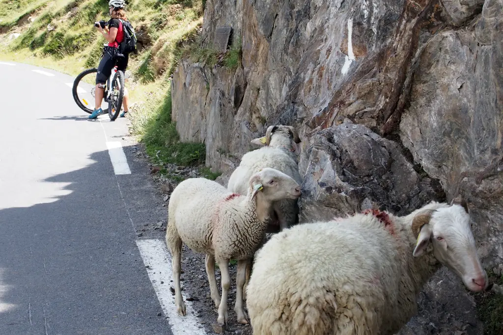 pyrenees2015_17