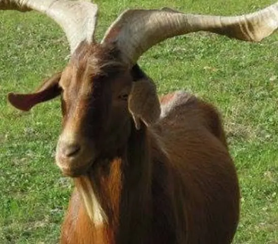 roves