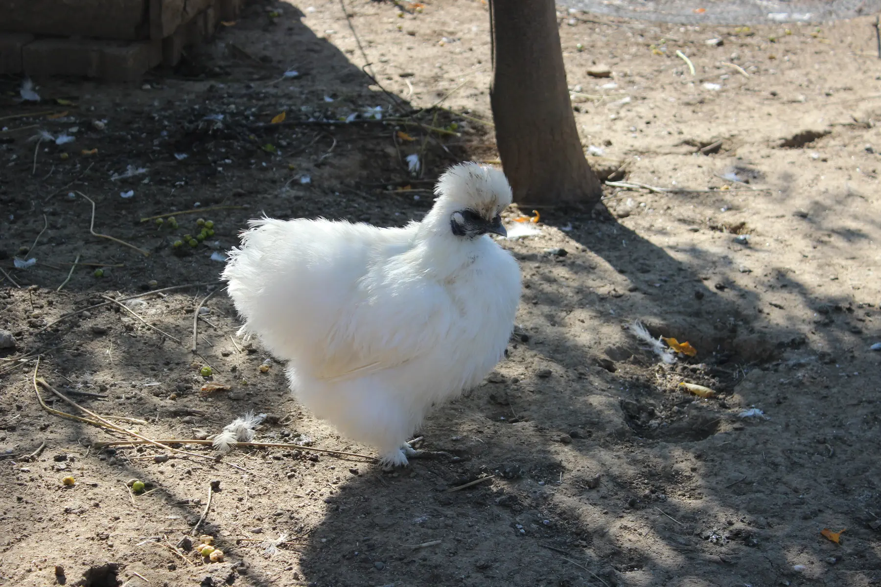 Aspres Villemolaque La Ferme Saint Roch poule blanche