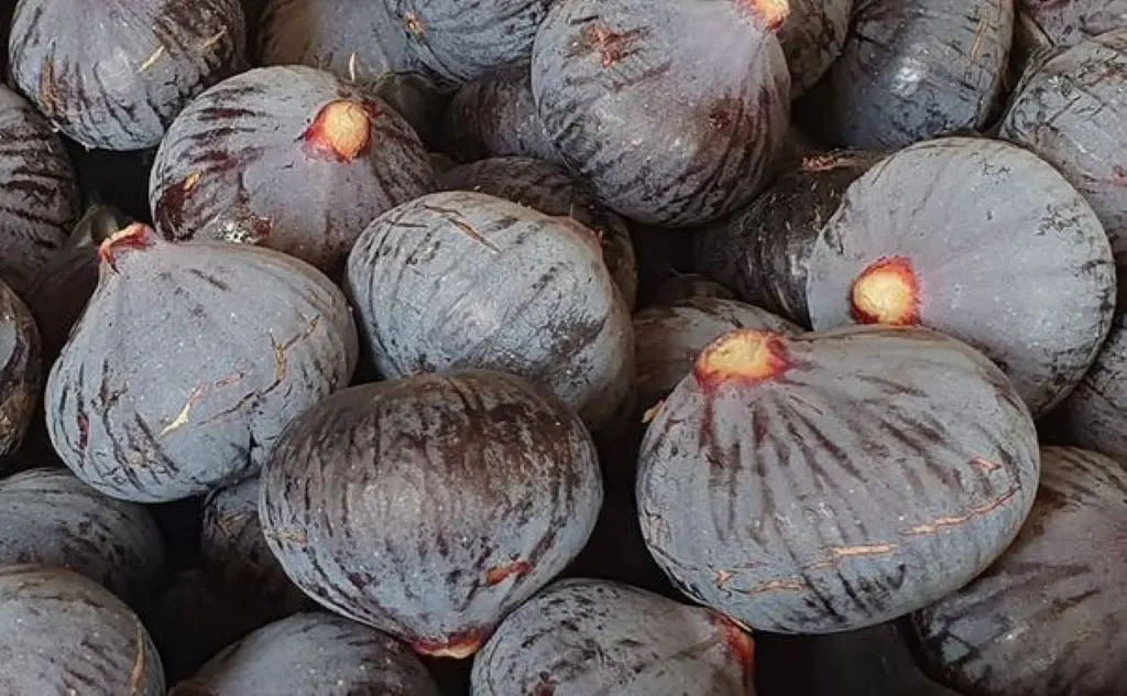 CASES DE PENE LES JARDINS DU PILO FIGUES