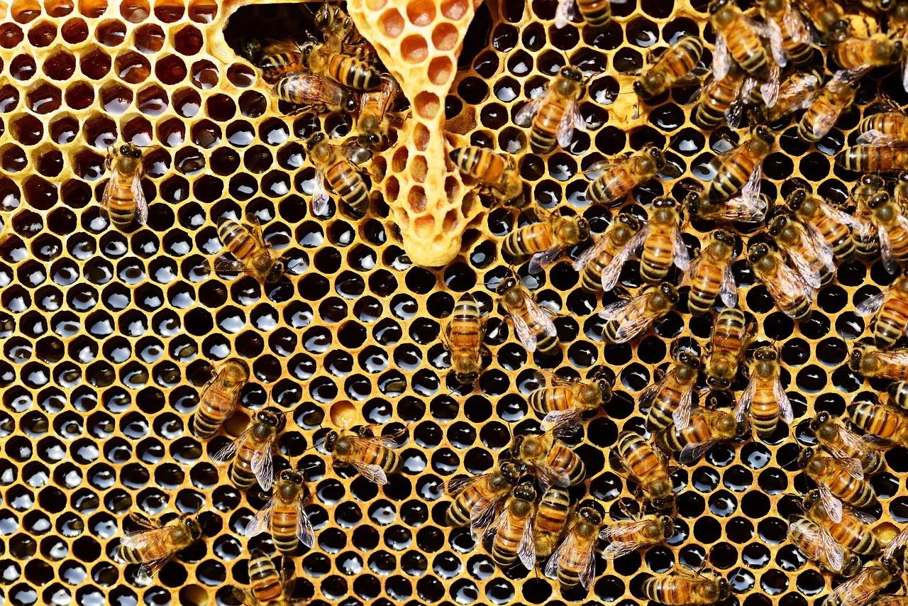 honey-bees-337695_1280