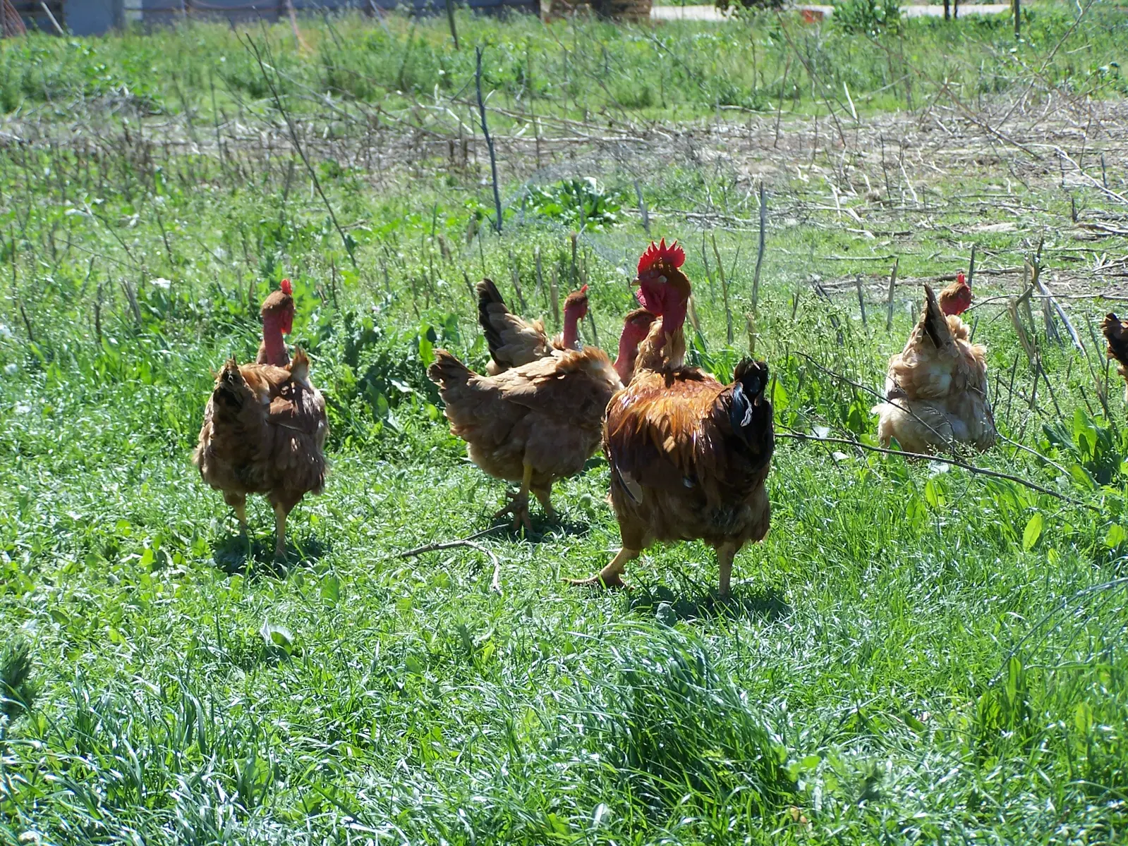 TORREILLES COMMERCE AUX SAVEURS PAYSANNES