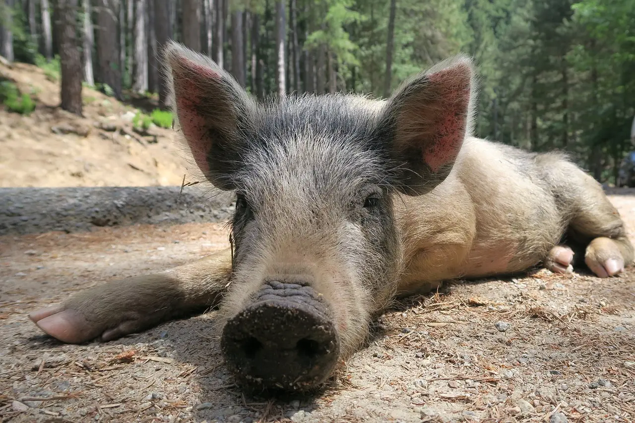 Cochon Porc Salaisons