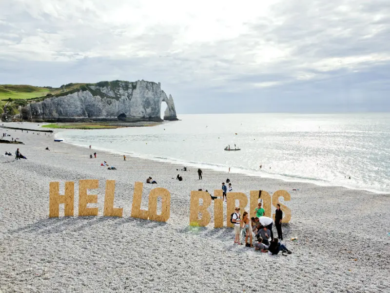 Hello-Birds