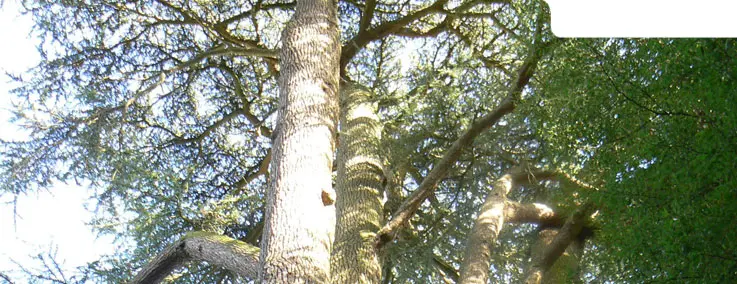 Forêt