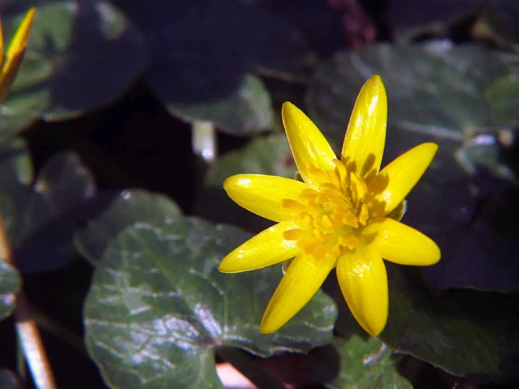 Fleur