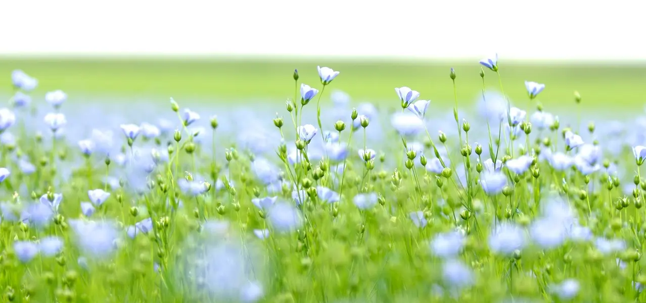 LIN-42©g-auger-2020