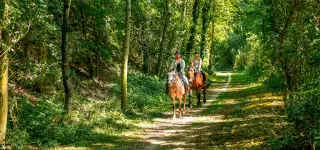 Cheval en Seine-Maritime
