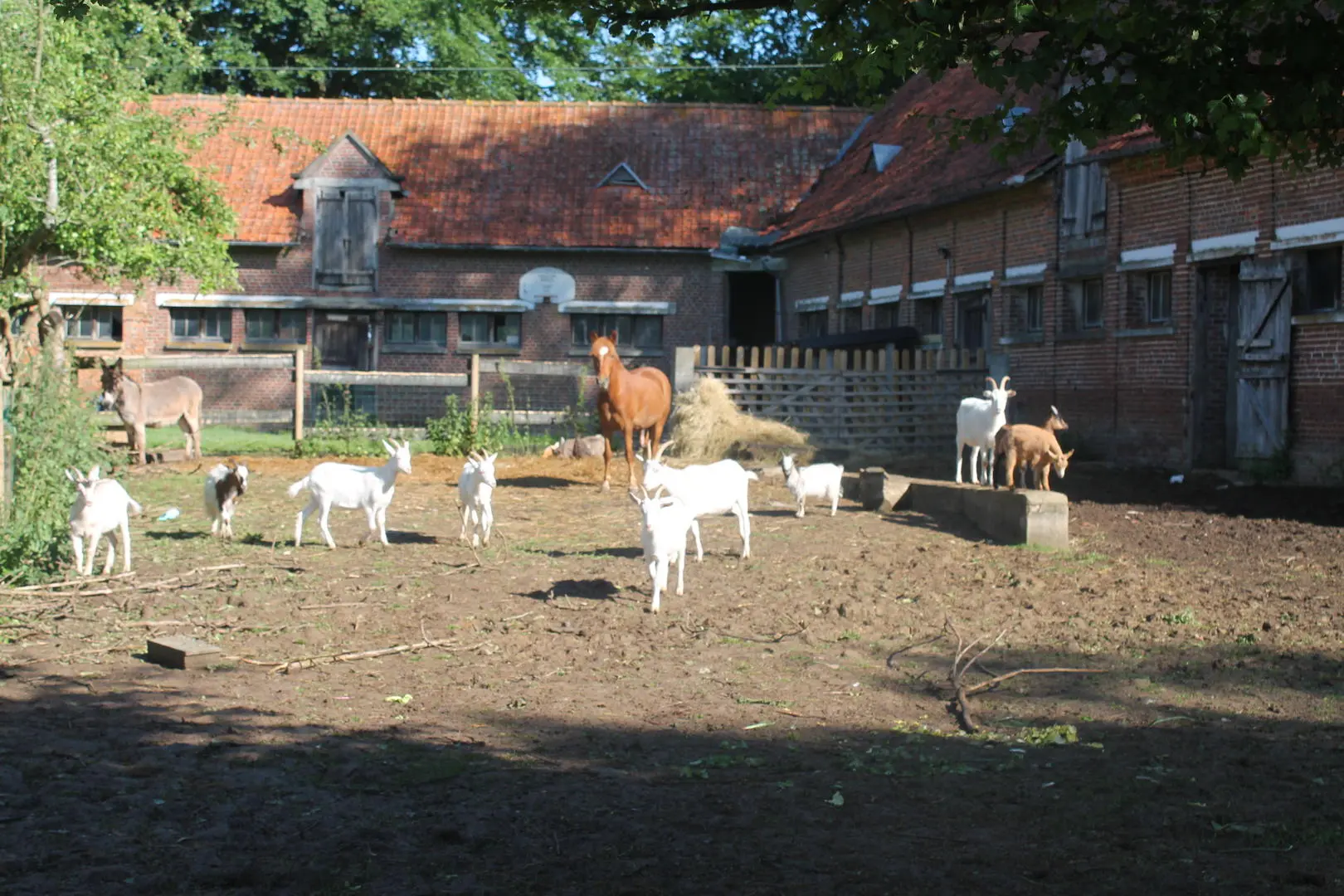 Chèvres