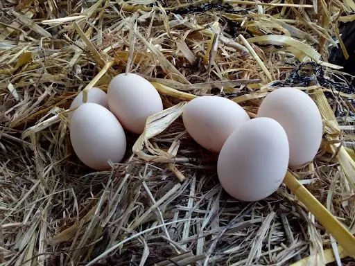 Oeufs