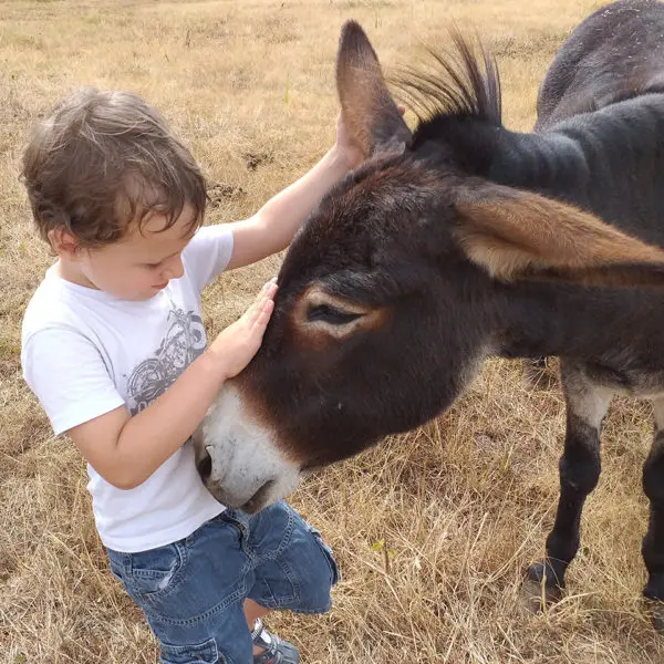 Nourissage des animaux à la main_1