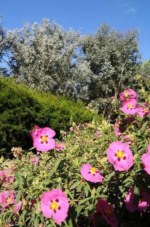 PNA44-jardins-oceanis