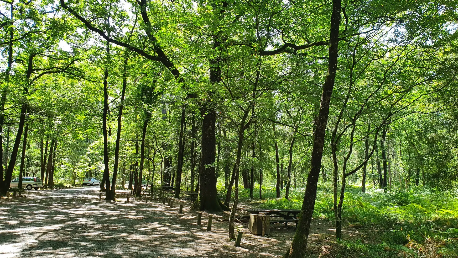 aire-de-pique-nique-foret-mervent-l-ermite-85200-1
