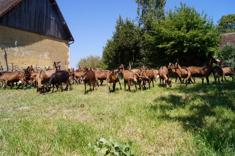 chevre-rie-theligny-DEG