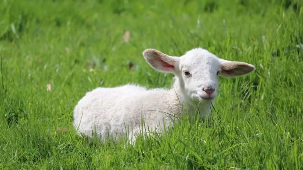 fiches_agneau-1000x562