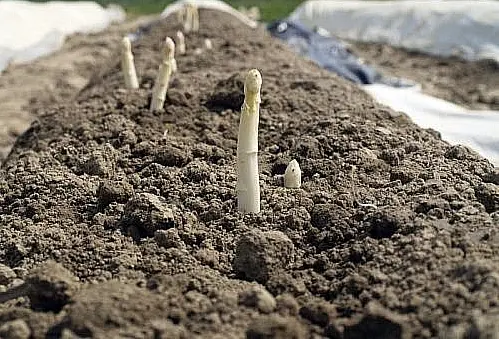 ob-c2347a-culture-champ-asperge