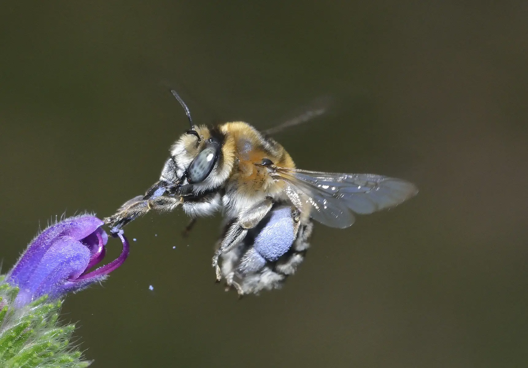 45_Anthophora femorata female - David Genoud