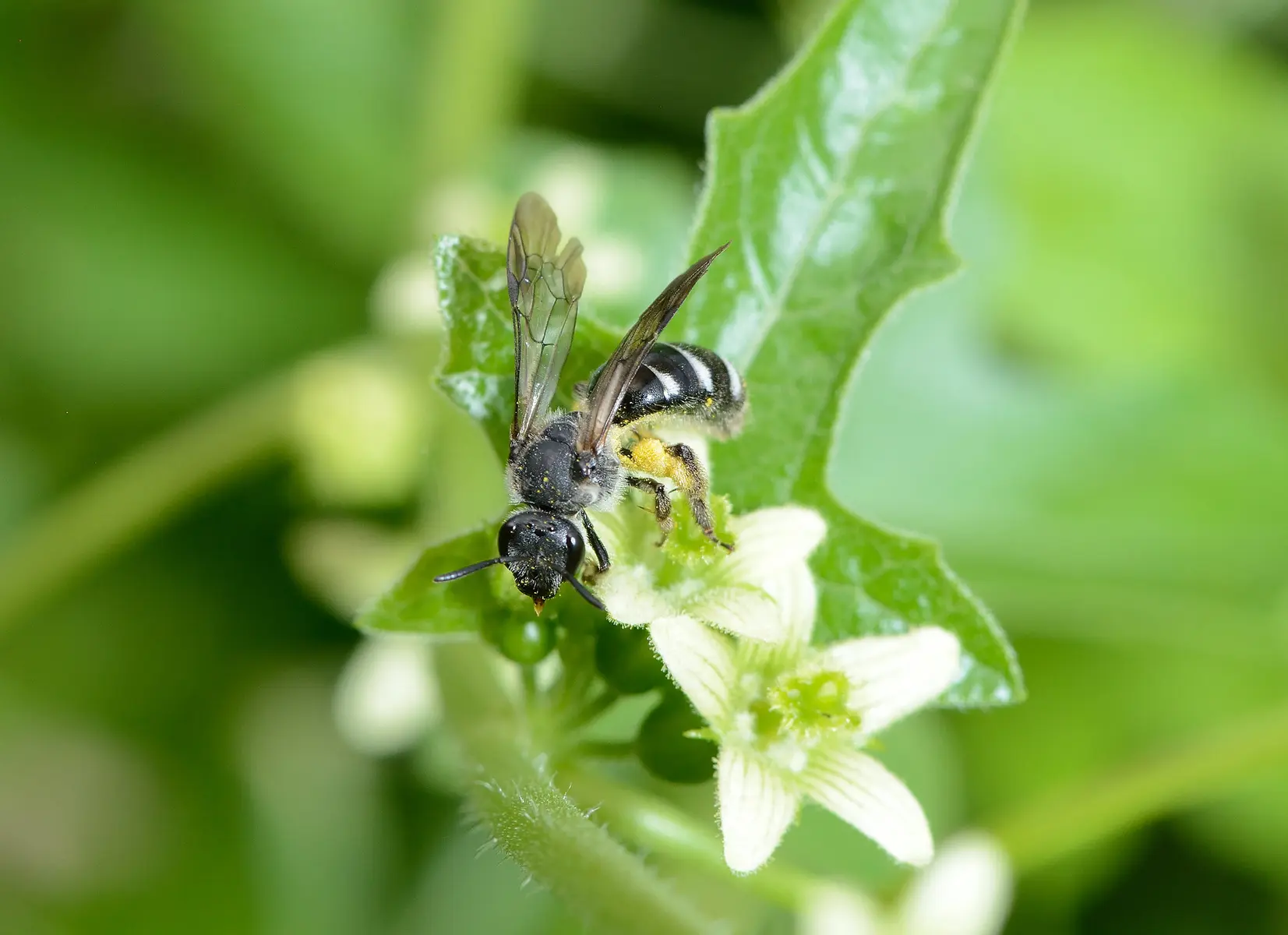 47_Lasioglosssum sexnotatum female - david Genoud