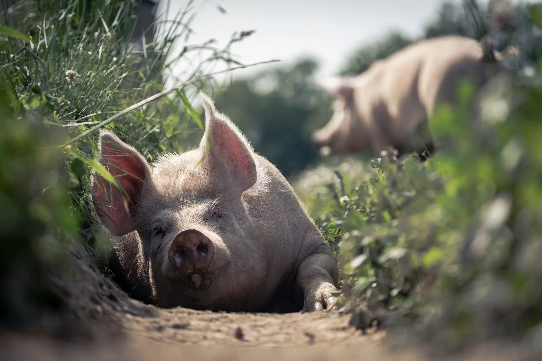 Cochon - Ferme de la Chomas - Pageas