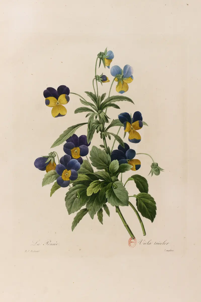 Pierre-Joseph Redouté, Pensée sauvage (Viola Tricolor), 1827