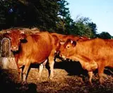 La Ferme du Mas Neuf_1