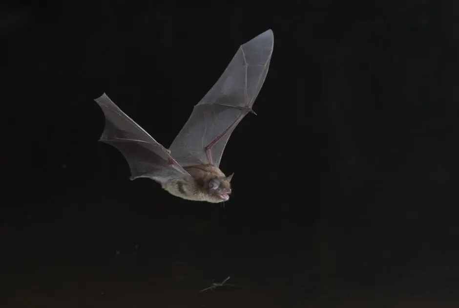 CH-1950-ah-Myotis-daubentoni-HD-credit.-JM.Bo